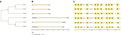 Dissecting the Molecular Function of Triticum aestivum STI Family Members Under Heat Stress